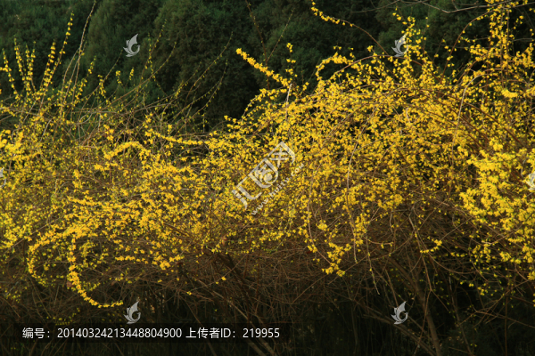 迎春花開(kāi)