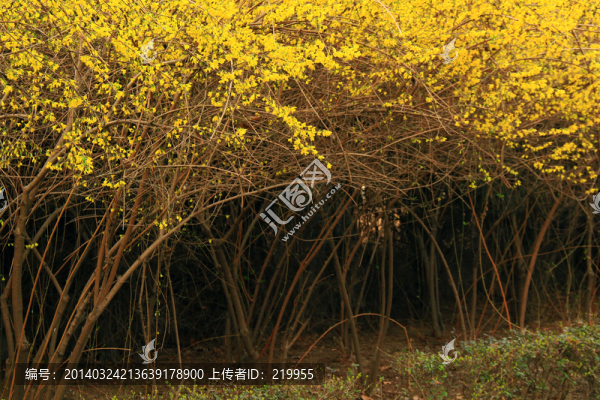 迎春花開