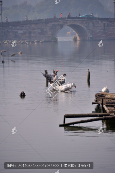 西湖,天鵝,早晨,動物,秋,鳥