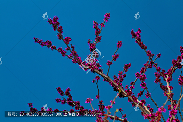 紫荊花