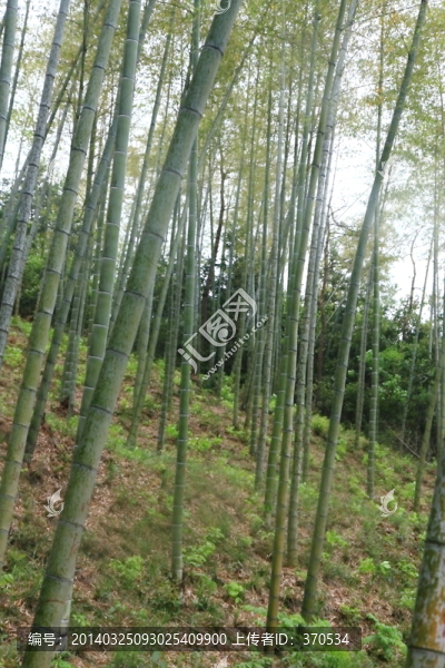 江蘇,宜興,戶外,竹海風景區(qū)