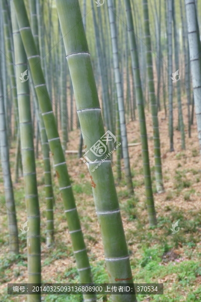 江蘇,宜興,戶外,竹海風(fēng)景區(qū)
