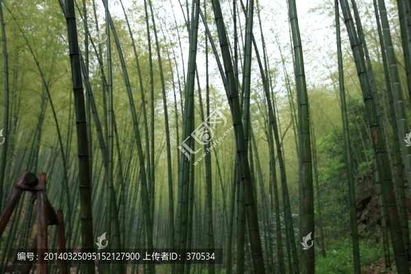 江蘇,宜興,戶外,竹海風景區(qū)