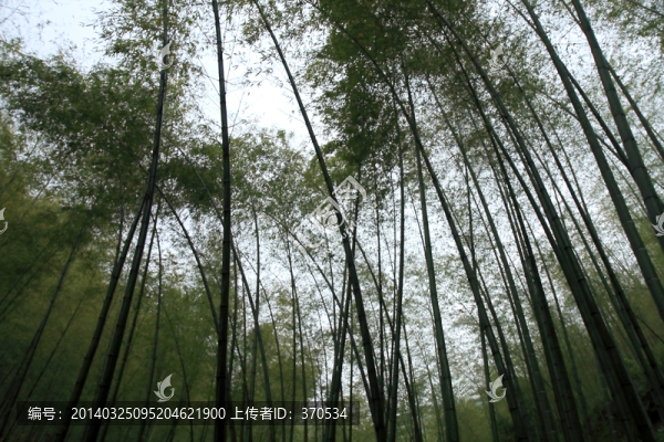 江蘇,宜興,戶外,竹海風(fēng)景區(qū)