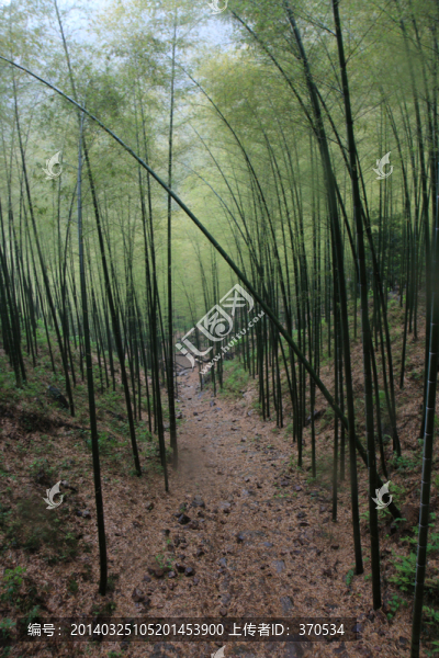 江蘇,宜興,戶外,竹海風景區(qū)