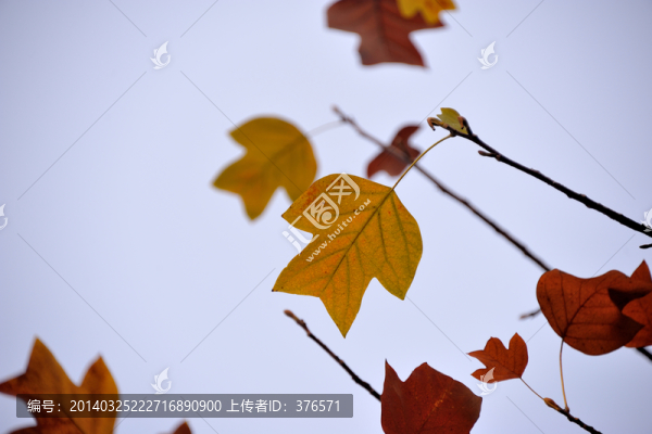 西湖,樹葉,秋色,白天,秋葉