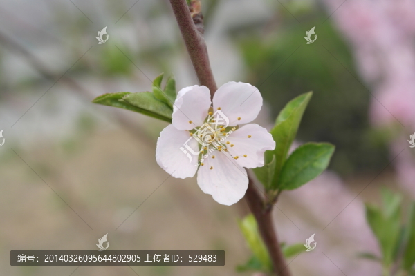 桃花