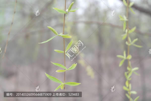 柳條