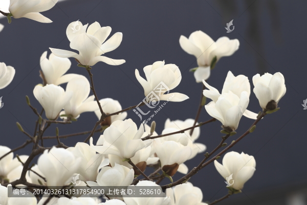 玉蘭花開