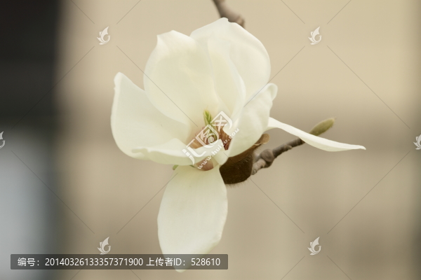 玉蘭花特寫