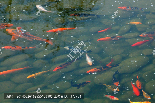 觀賞魚