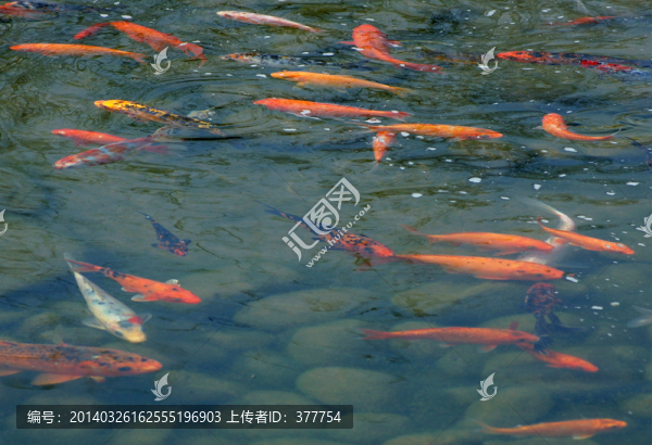 觀賞魚