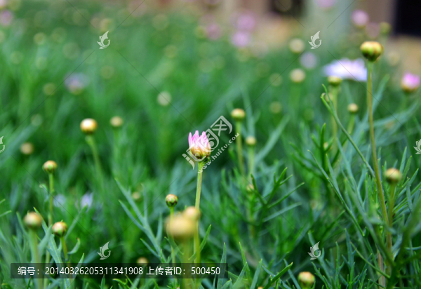 花