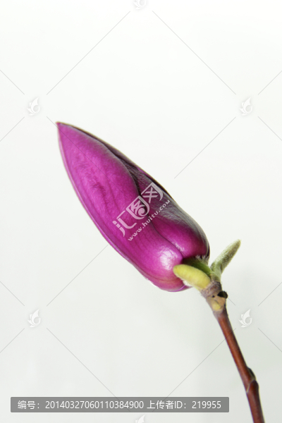 含苞待放