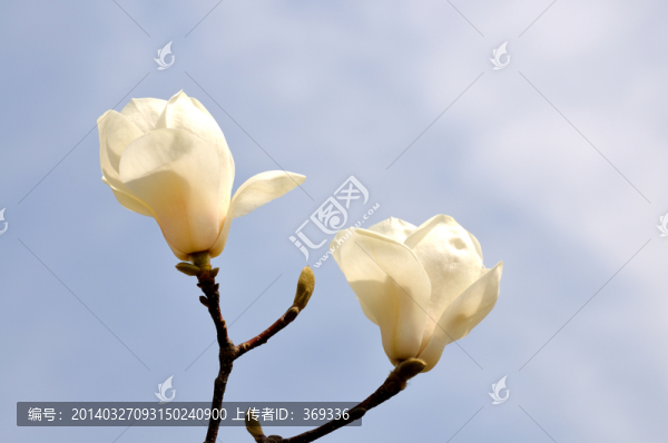 春天的玉蘭花
