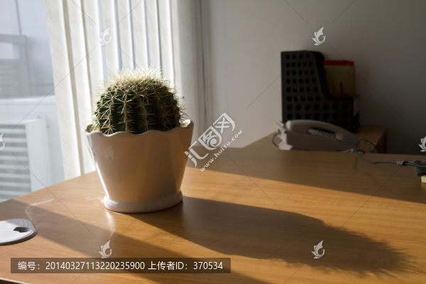 仙人球