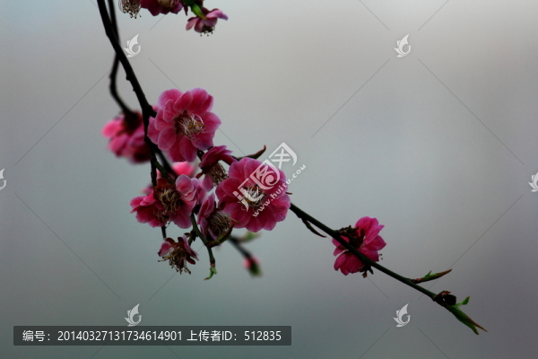 梅花