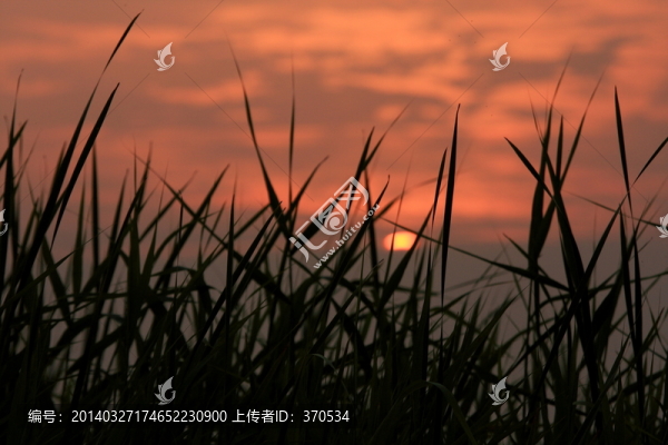 蘇州,太湖西山,濕地公園,戶外