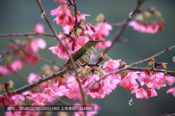 翠鳥