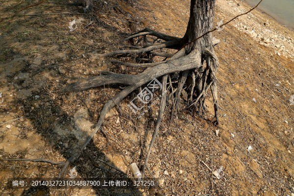 樹根