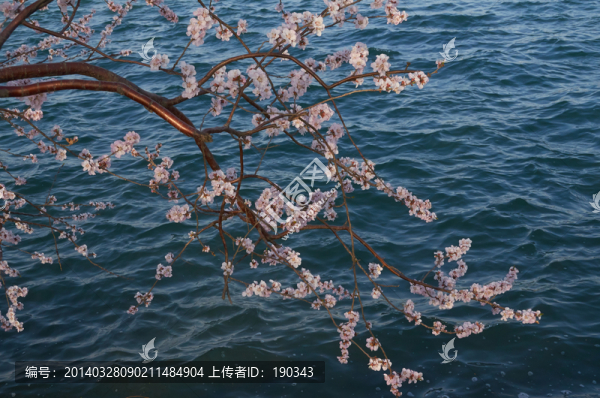桃花jpg