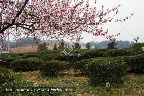 桃花