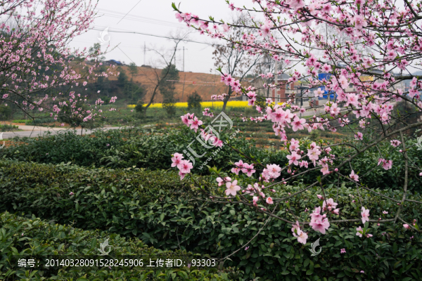 賞桃花