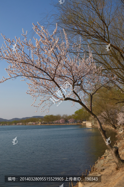桃花桃樹(shù)jpg