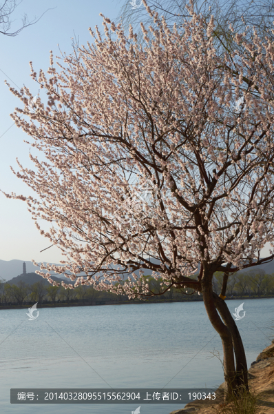桃花桃樹jpg