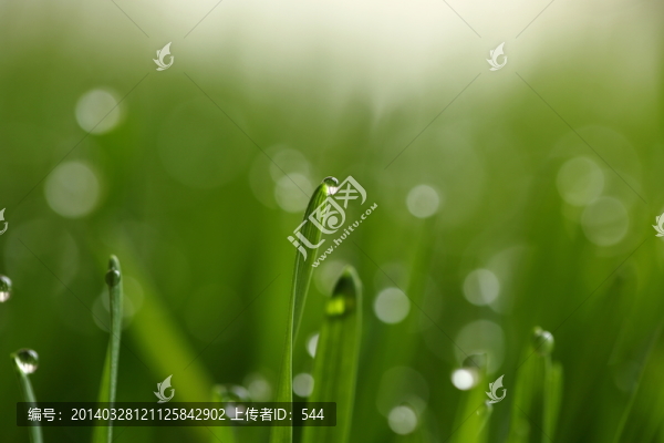青草露珠