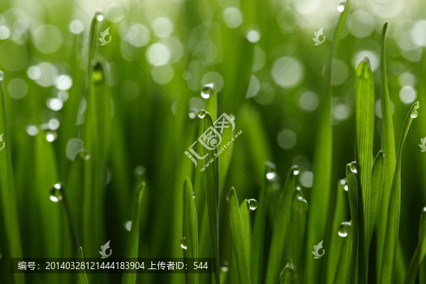 青草露珠