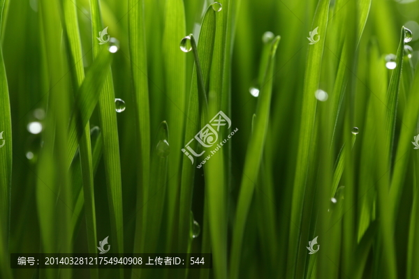 青草露珠