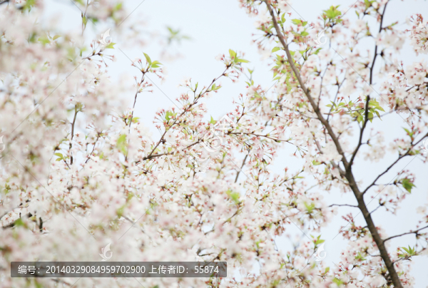 櫻花
