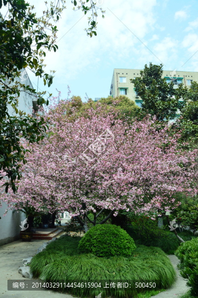 海棠樹(shù)