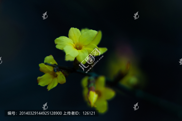 迎春花