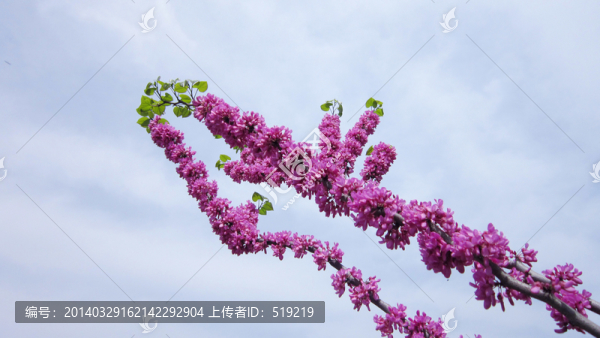 紫荊花