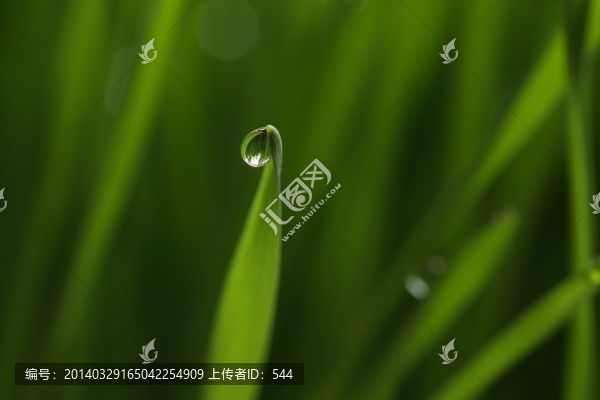 青草露珠