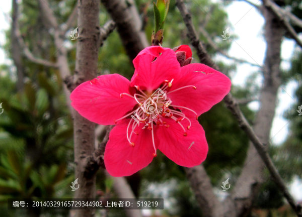 桃花