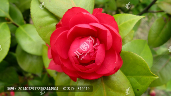 花卉,山茶花