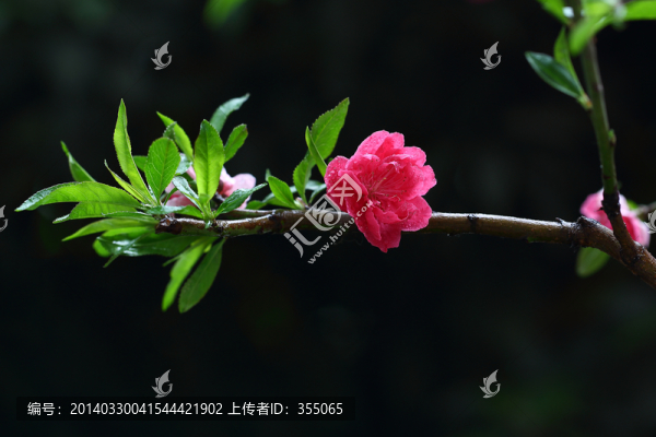 桃花