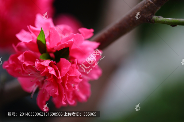 桃花