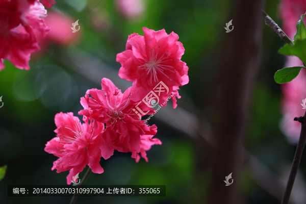桃花