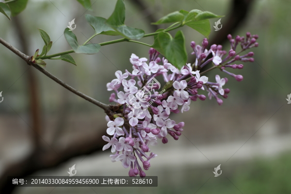 紫丁香
