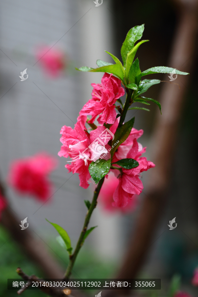 桃花