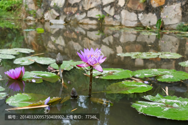 蓮花