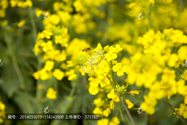 油菜花與蜂