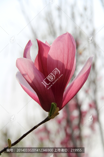 玉蘭花開