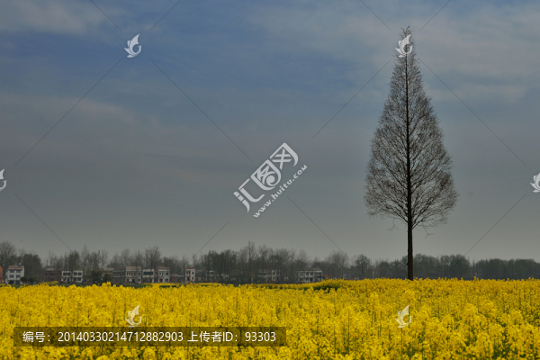 油菜花
