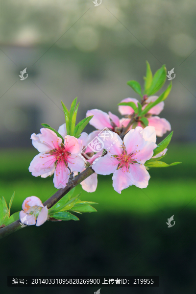 桃花盛開