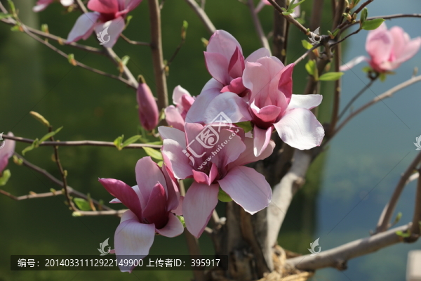 玉蘭花